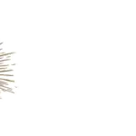 Albatros Gold